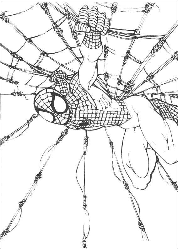 drucken kostenlos aumalbilder coloriages spinnennetz ausmalbilderkostenlos