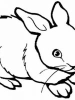 Tiere 11