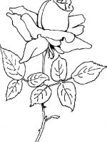Blumen 2