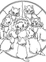 Mandala 5