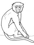 Bild Affe zum ausdrucken (7)